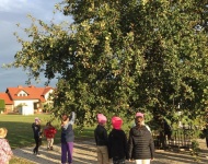 Dąb papieski, szypułkowy im. Jana Pawła II