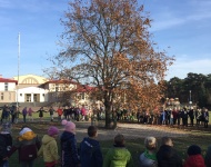 Dąb papieski, szypułkowy im. Jana Pawła II